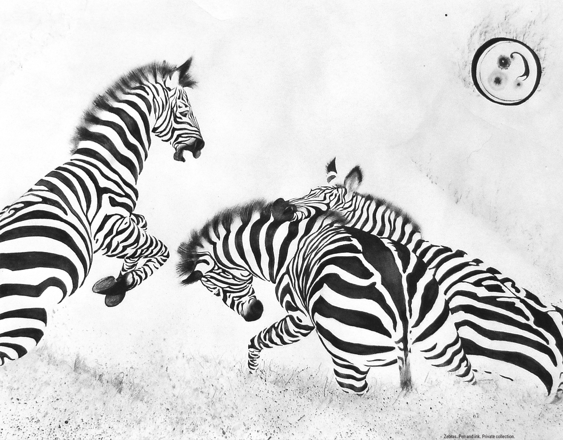Zebras. Pen and ink. Private collection.