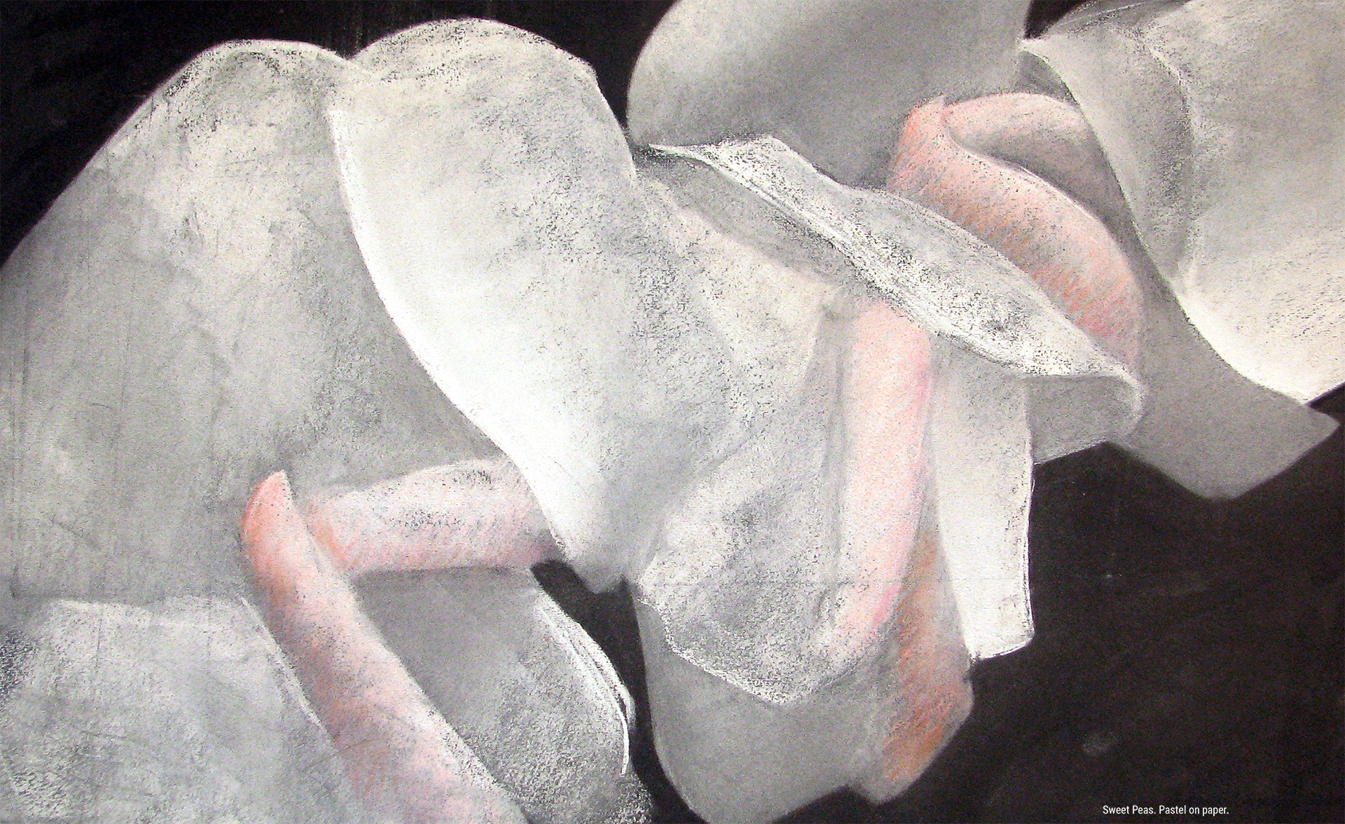 Sweet Peas. Pastel on paper.